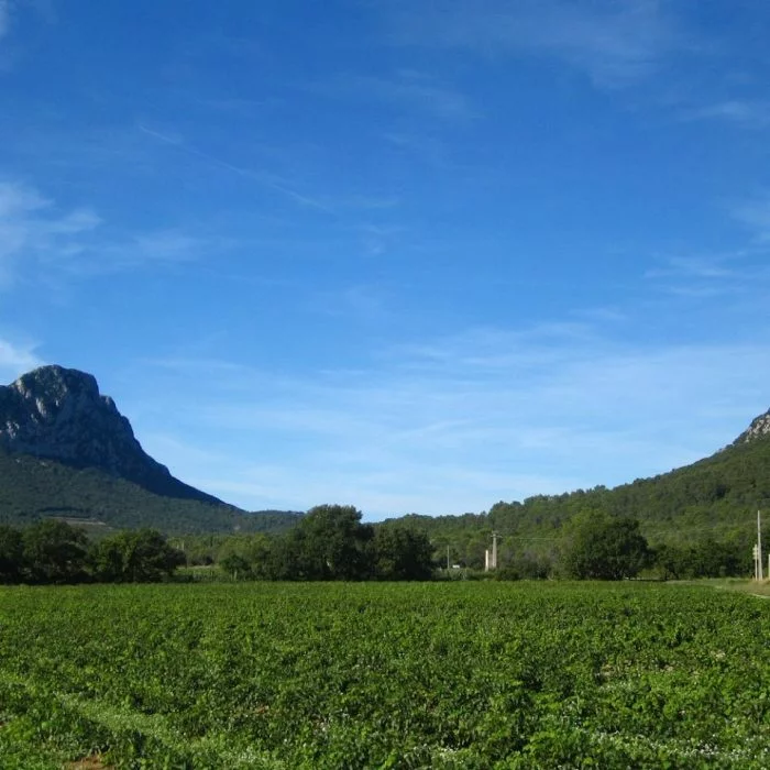 Pic-Saint-Loup-Montpellier-Wine-Tour-excursion-1920x960-1-qltk63t5o4dh6jzt1yk0s1tb3i39pdjgbs7xtuwb4o